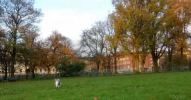 Ny hundrastgård på Söder Ny hundrastgård på Söder