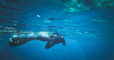 Snorkla i Oceanhamnen