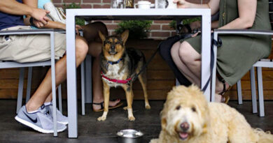 Hunden på restaurang och café