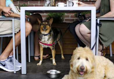 Hunden på restaurang och café